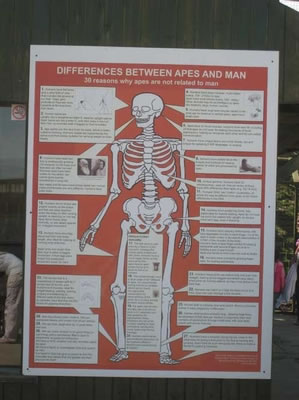 Sign detailing 'differences between man and apes'