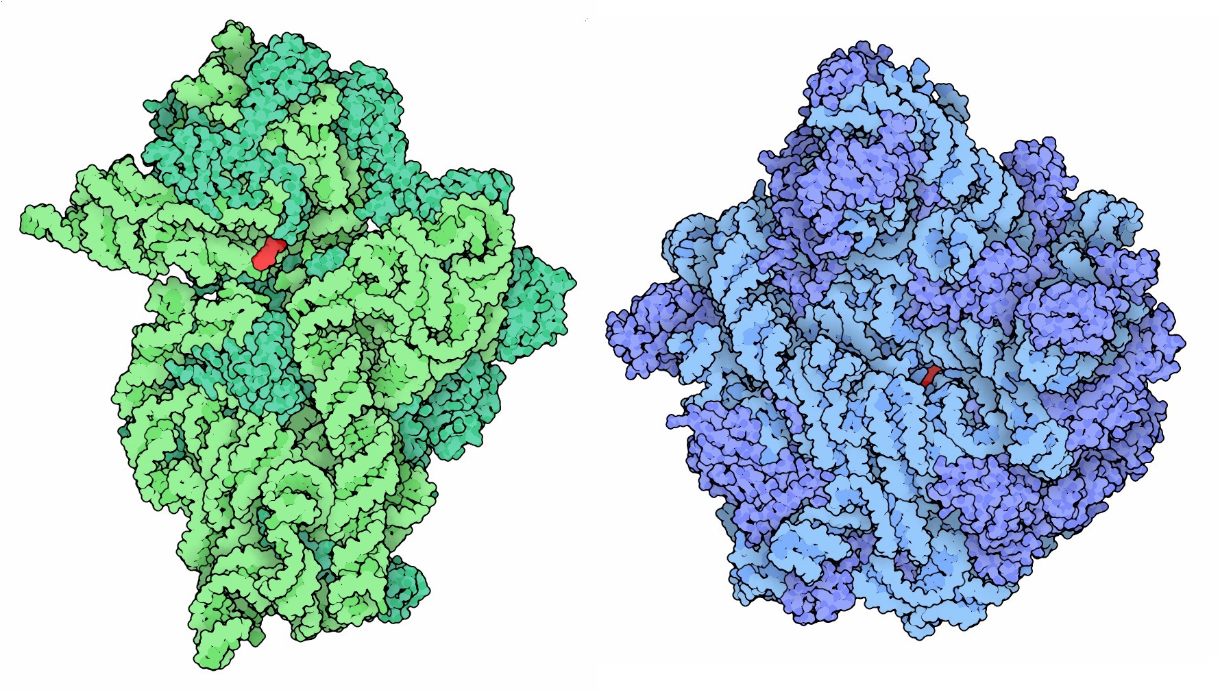Drawings of antibiotic molecules bound to the 70S bacterial ribosome. 121-70SRibosomes_antibiotics