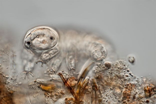 An image of a tardigrade (http://www.mikro-foto.de) Tardigrades