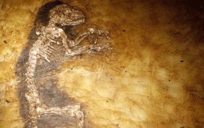 The fossil Darwinius massillae