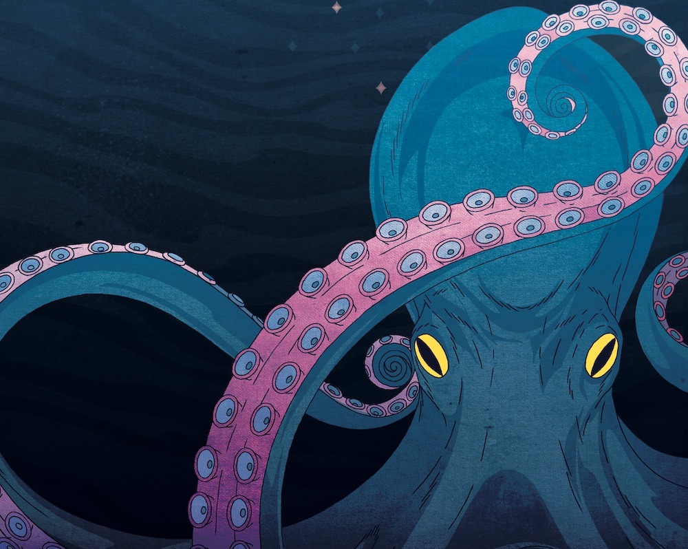 Octopus illustration
