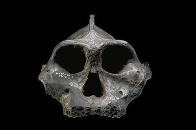 Paranthropus aethiopicus