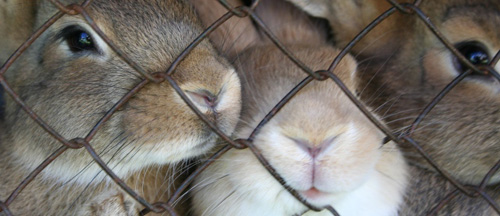 Can humanist ethical reasoning justify the use of animals in medical testing? Rabbits