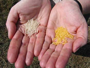 Golden rice alongside non-GM white rice
