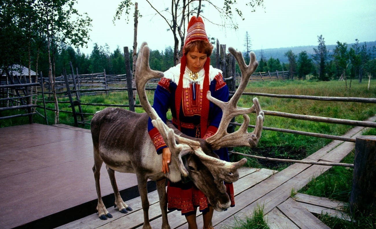A Sámi woman tends to a reindeer. Image: Alamy A Sámi woman tends to a reindeer.