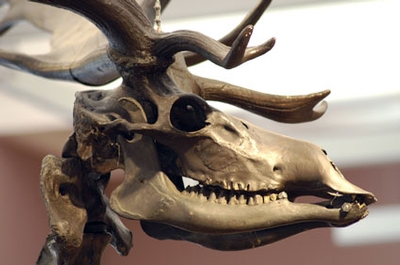 The skull of a Great irish Deer