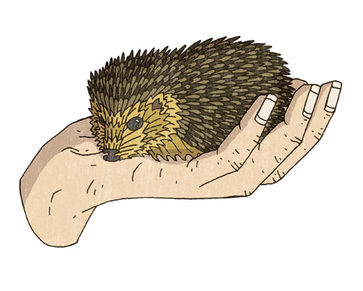 Wild Love illustration by Jake Blanchard