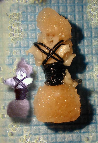 Oron Catts and Ionat Zurr – 'Semi-Living Worry Dolls'. A modern version of the legendary ‘Guatemalan Worry Dolls in the artificial womb’. Constructed out of degradable polymer on which human cells grow, eventually replacing the polymer completely