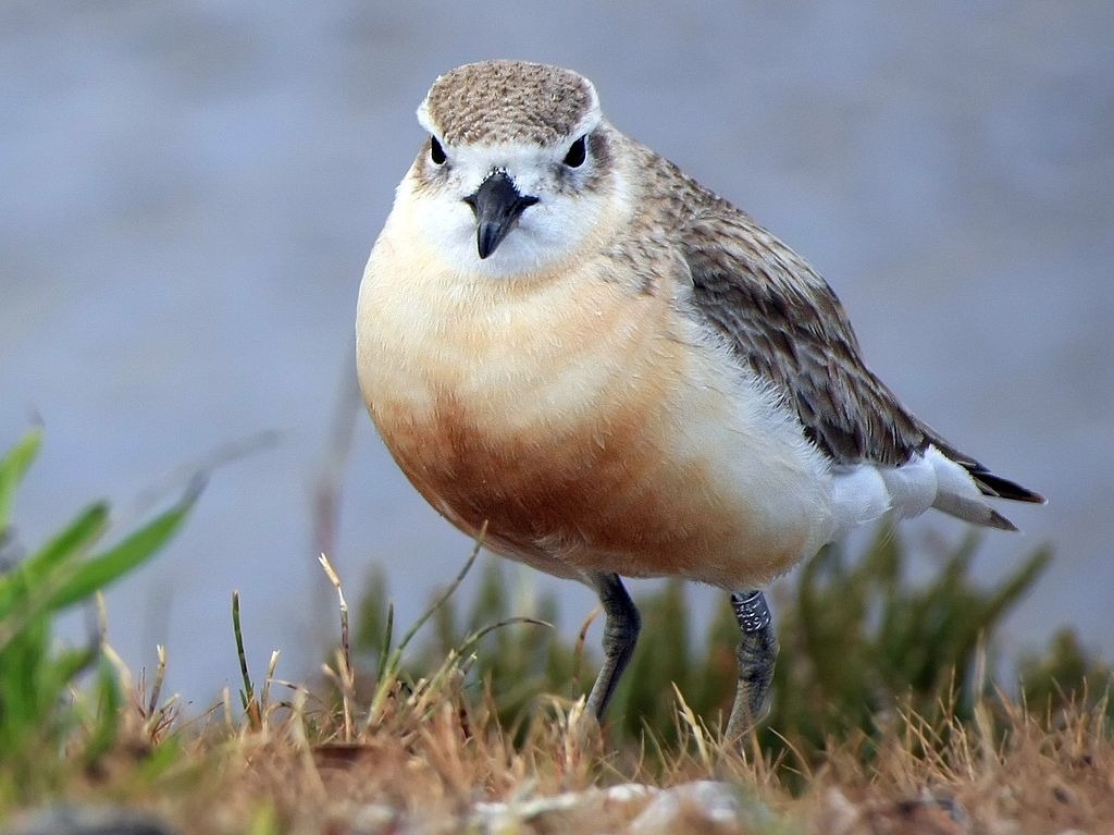 The New Zealand dotterel an endangered bird species