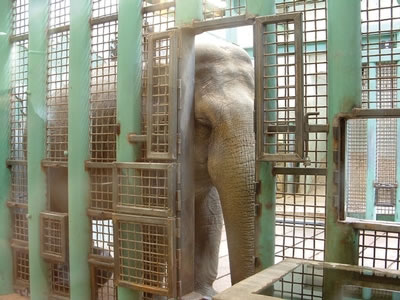 Incarcerated elephant