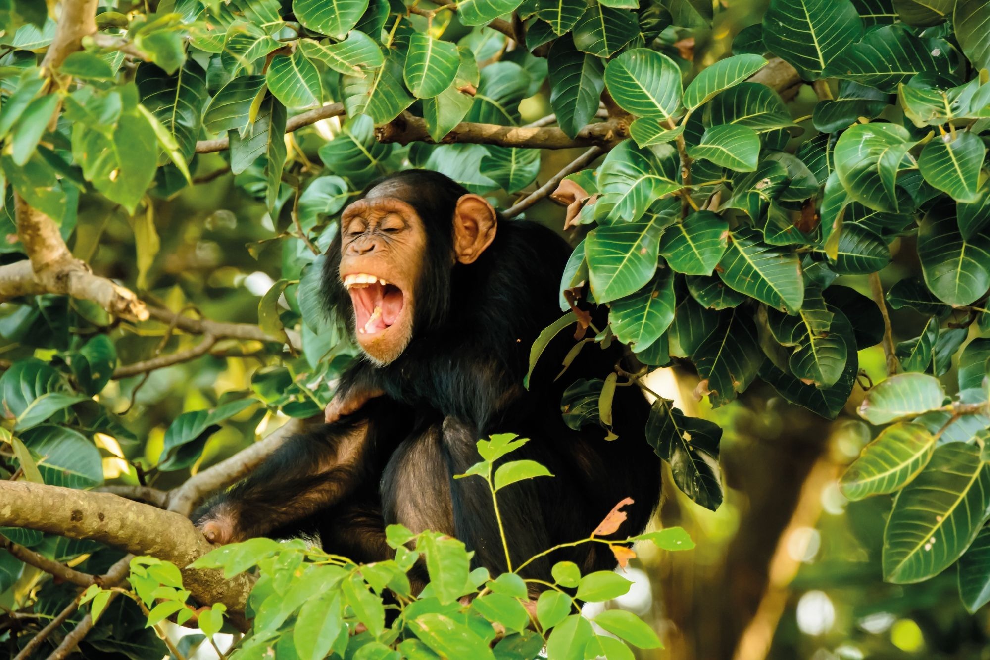 Credit: Alamy A chimpanzee in a tree with their mouth open as if laughing or screaming