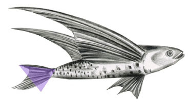 Flying thought 2 by Irene Fuga