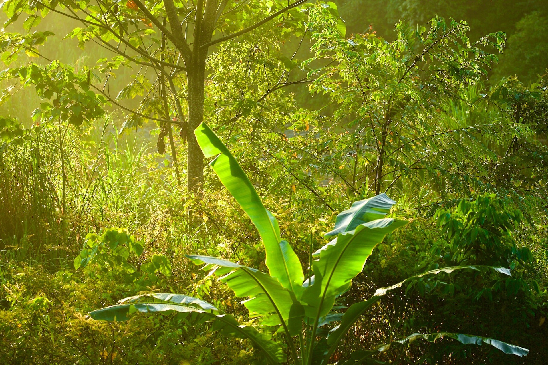 Image credit: James Wainscoat A stock image of thick vegetation
