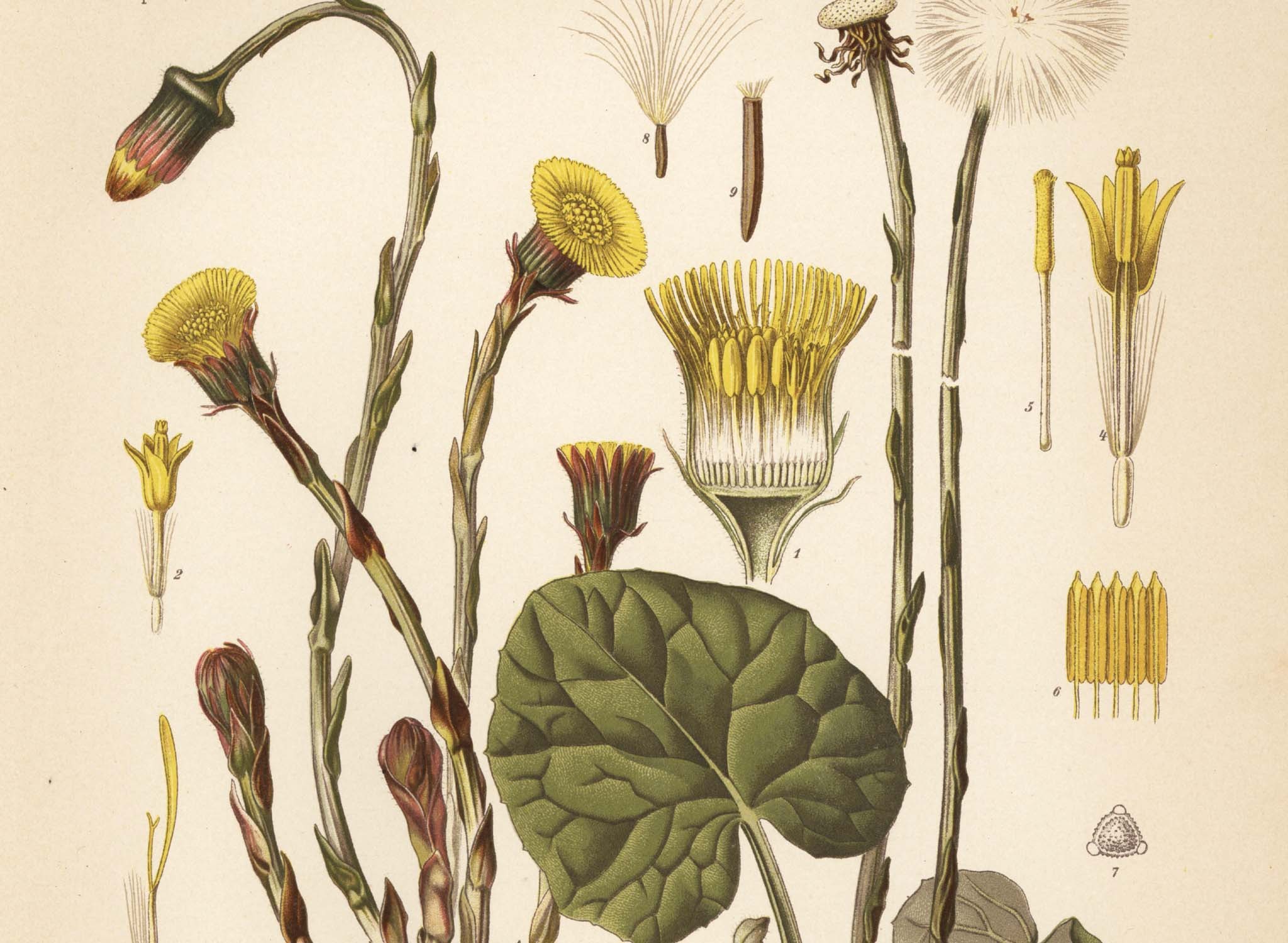 Tussilago farfara, or coltsfoot, from Hermann Adolph Köhler’s 1887 book “Medicinal Plants” Tussilago farfara, or coltsfoot, from Hermann Adolph Köhler’s 1887 book “Medicinal Plants”