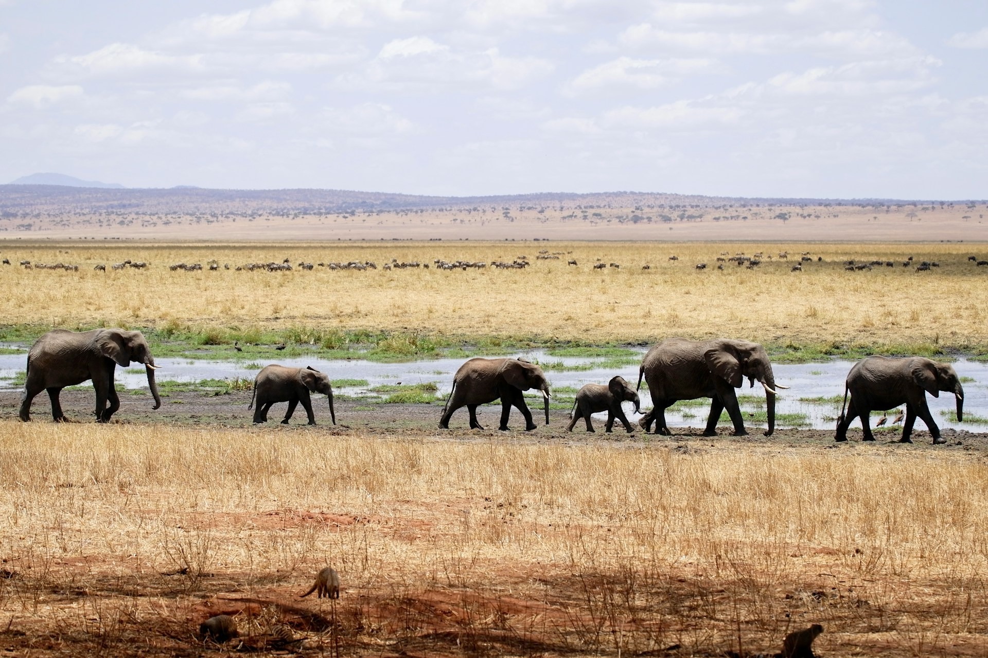 Elephants in Tanzania