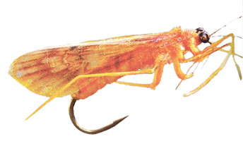 Fishing Fly used by Oktar in Atlas of Creation